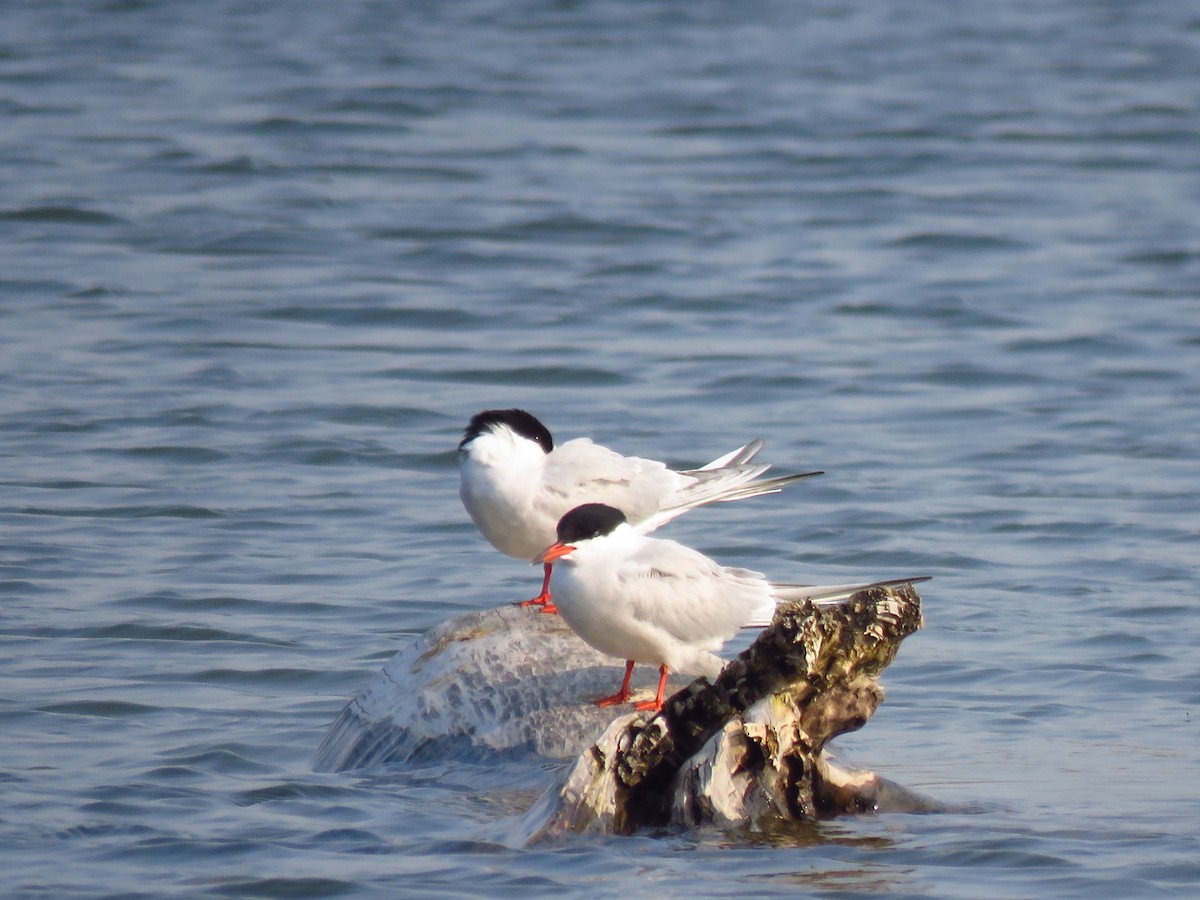 Forster's Tern - ML618902232