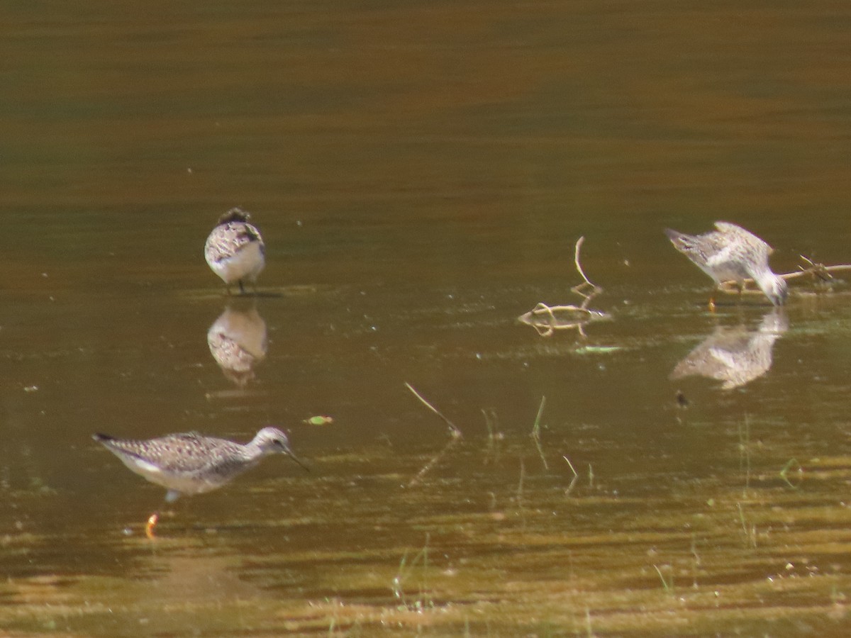 Lesser Yellowlegs - Simon Harvey