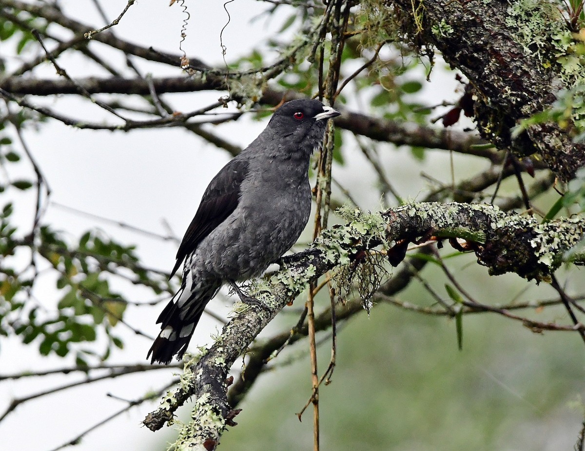 Red-crested Cotinga - Francisco Hamada