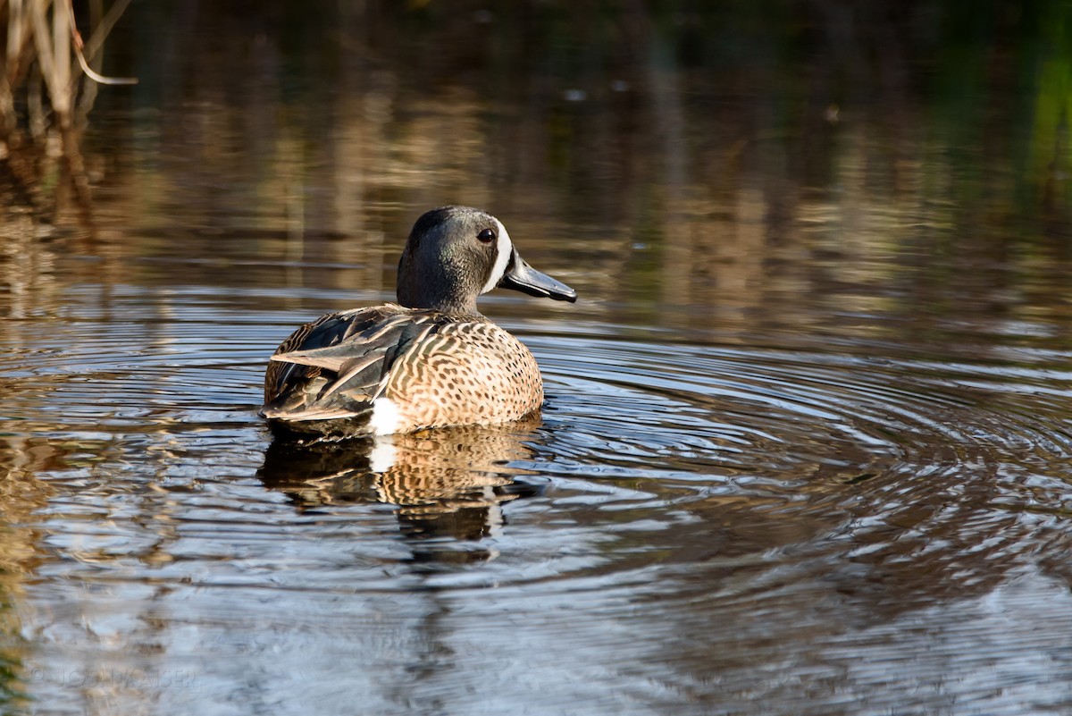 Blue-winged Teal - ML618902250