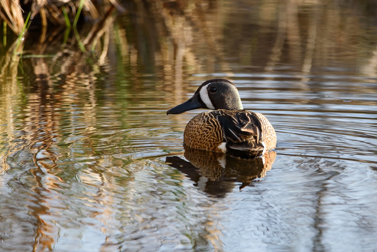 Blue-winged Teal - ML618902252