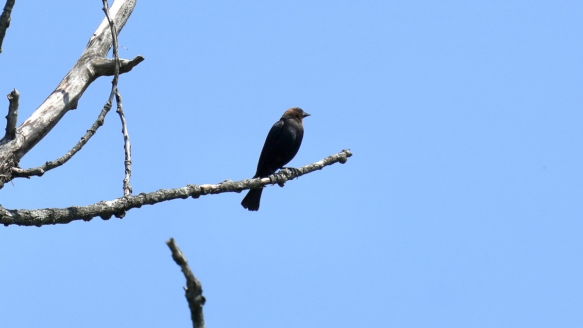 Brown-headed Cowbird - Sunil Thirkannad