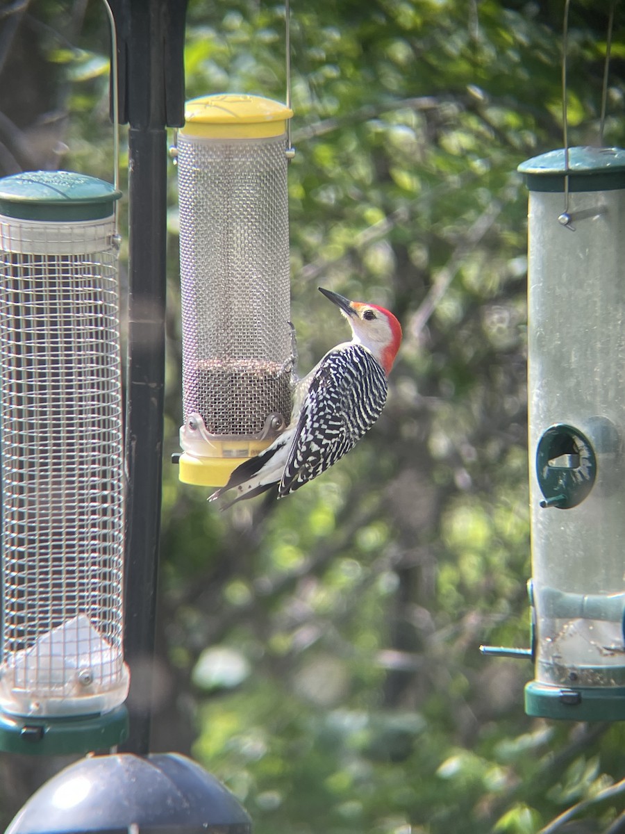 Red-bellied Woodpecker - Jiale Zhang