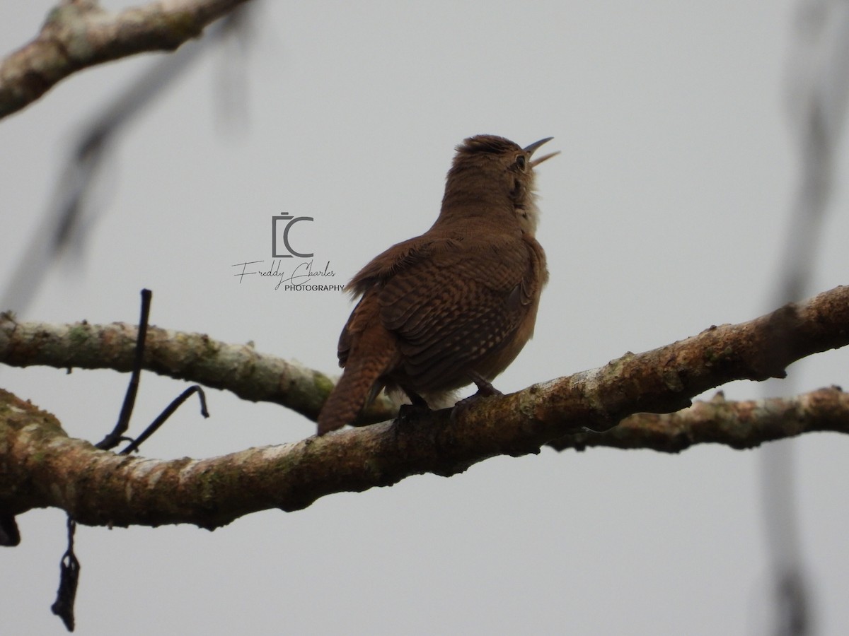 House Wren - Freddy Jaraba Aldana