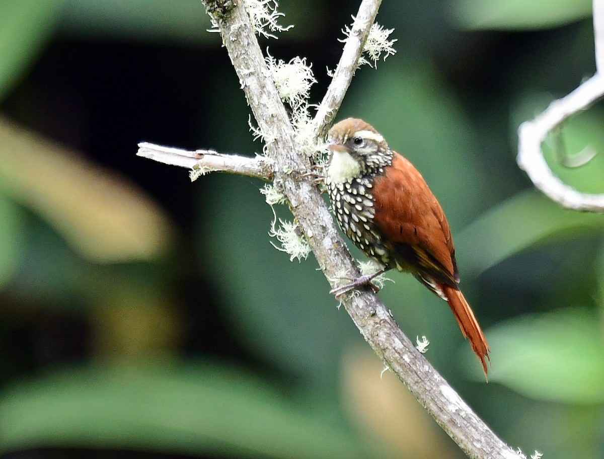 Pearled Treerunner - Francisco Hamada