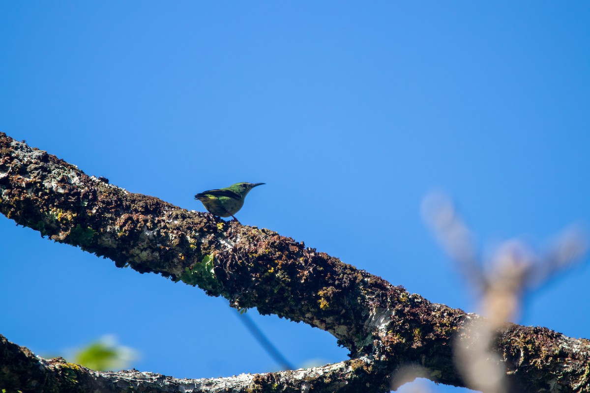 Red-legged Honeycreeper - Matt Fischer