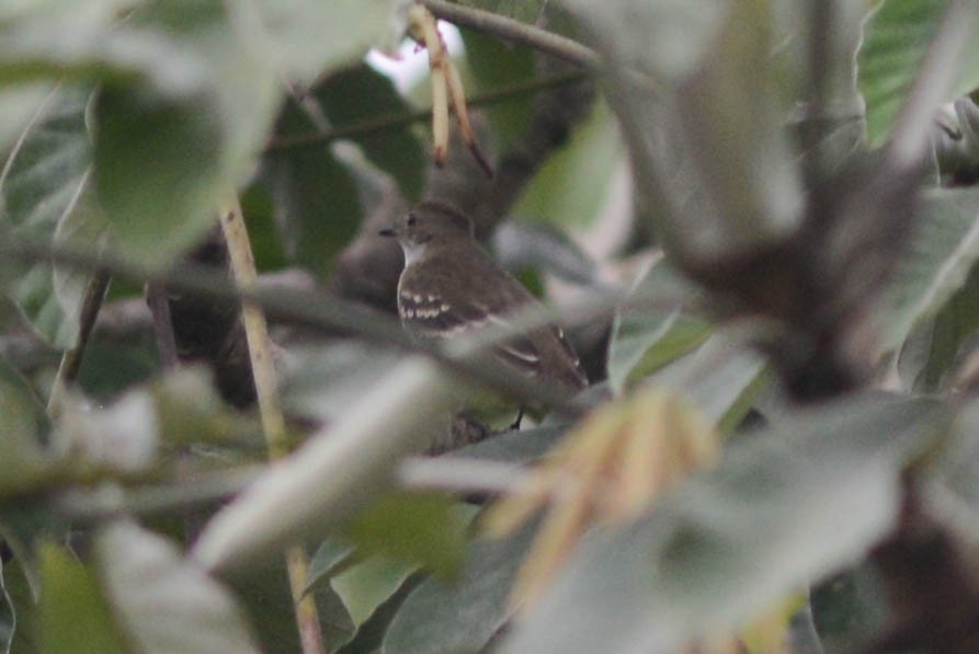 Large Elaenia - Ben Phalan