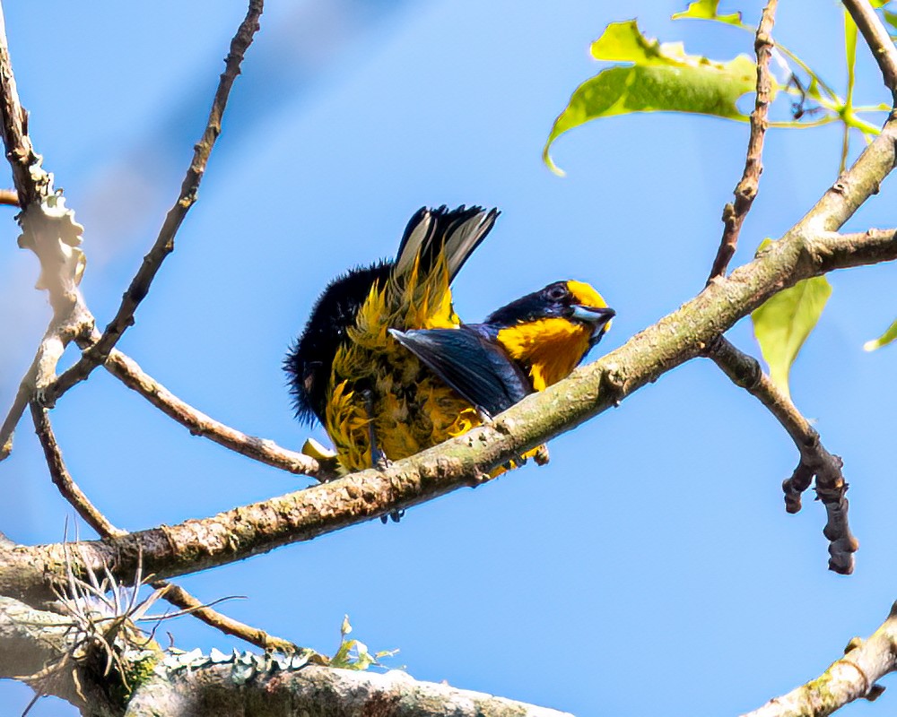 Violaceous Euphonia - Victor Pássaro