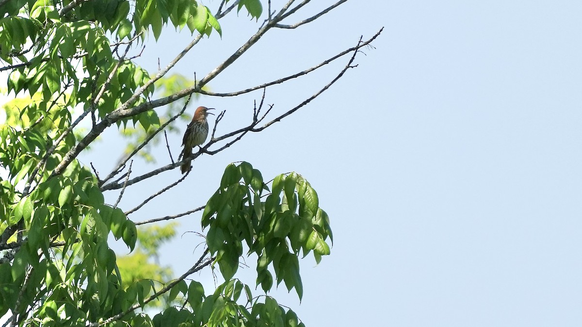 Brown Thrasher - Sunil Thirkannad