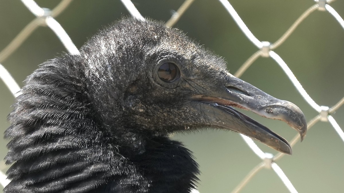 Black Vulture - Sunil Thirkannad