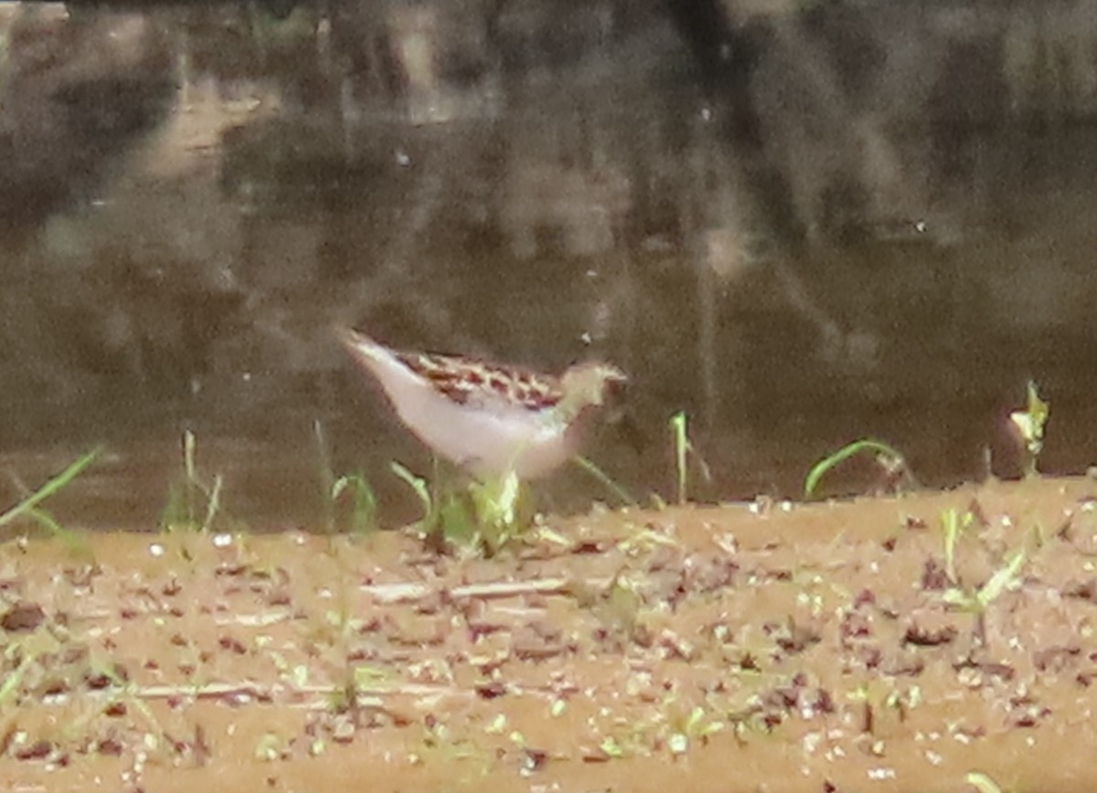 Least Sandpiper - Simon Harvey