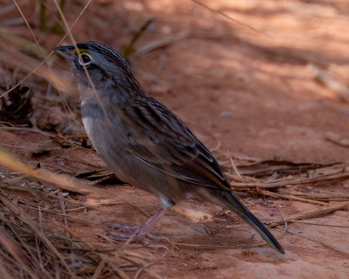 Grassland Sparrow - Victor Pássaro