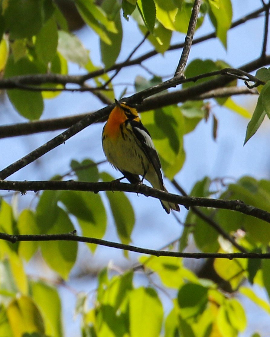 Blackburnian Warbler - David Kirschke