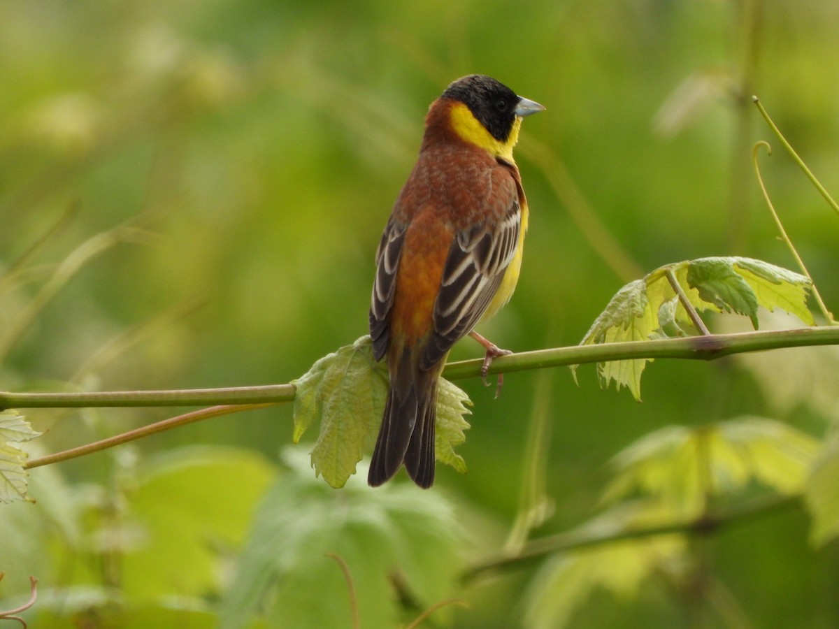 Black-headed Bunting - ML618902336