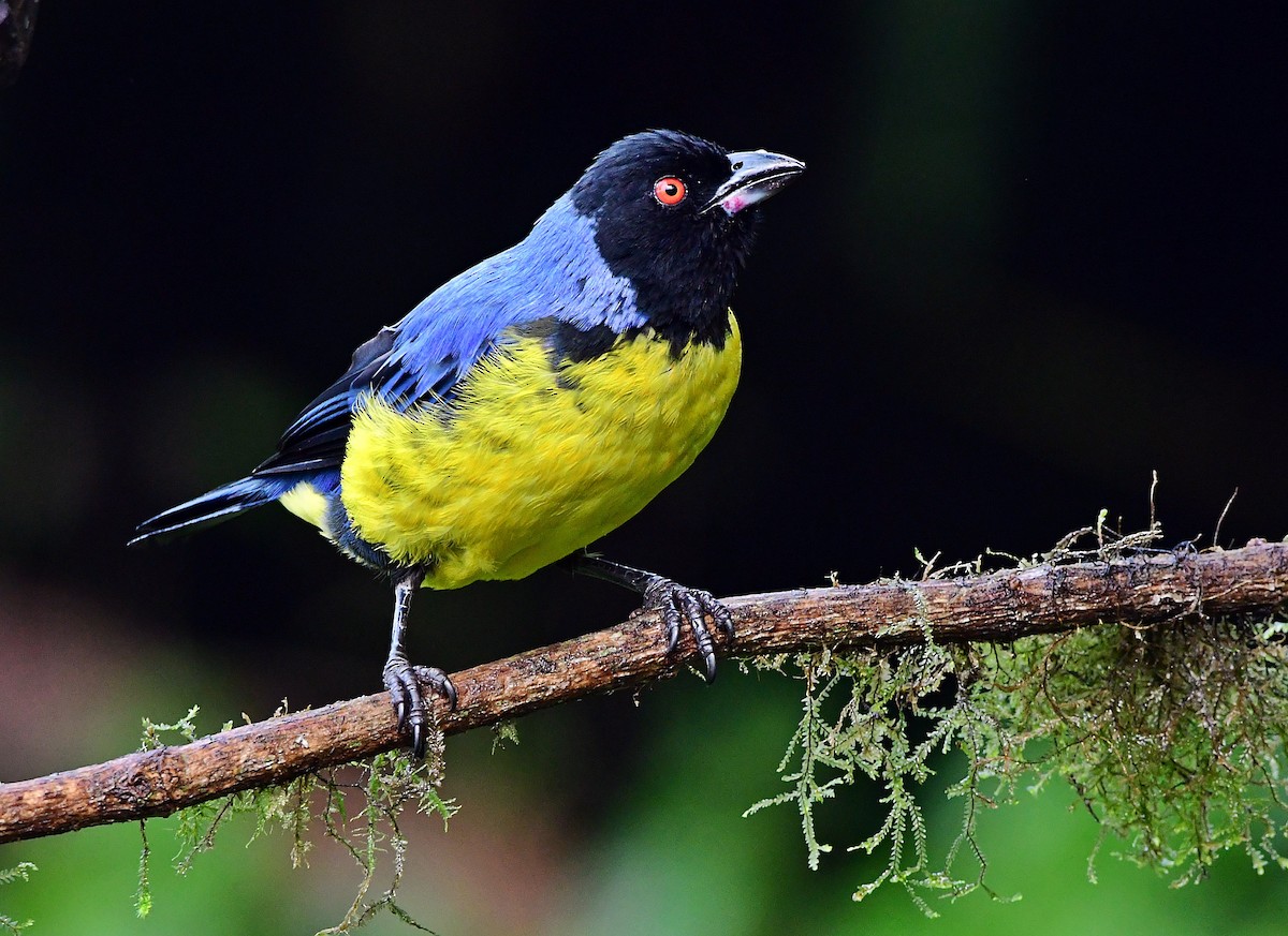 Hooded Mountain Tanager - Francisco Hamada