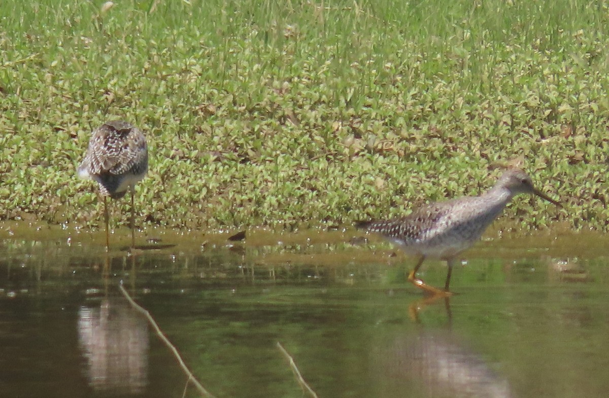 Lesser Yellowlegs - Simon Harvey