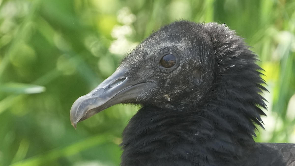 Black Vulture - ML618902348