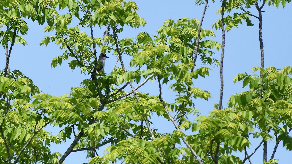 Eastern Kingbird - ML618902366