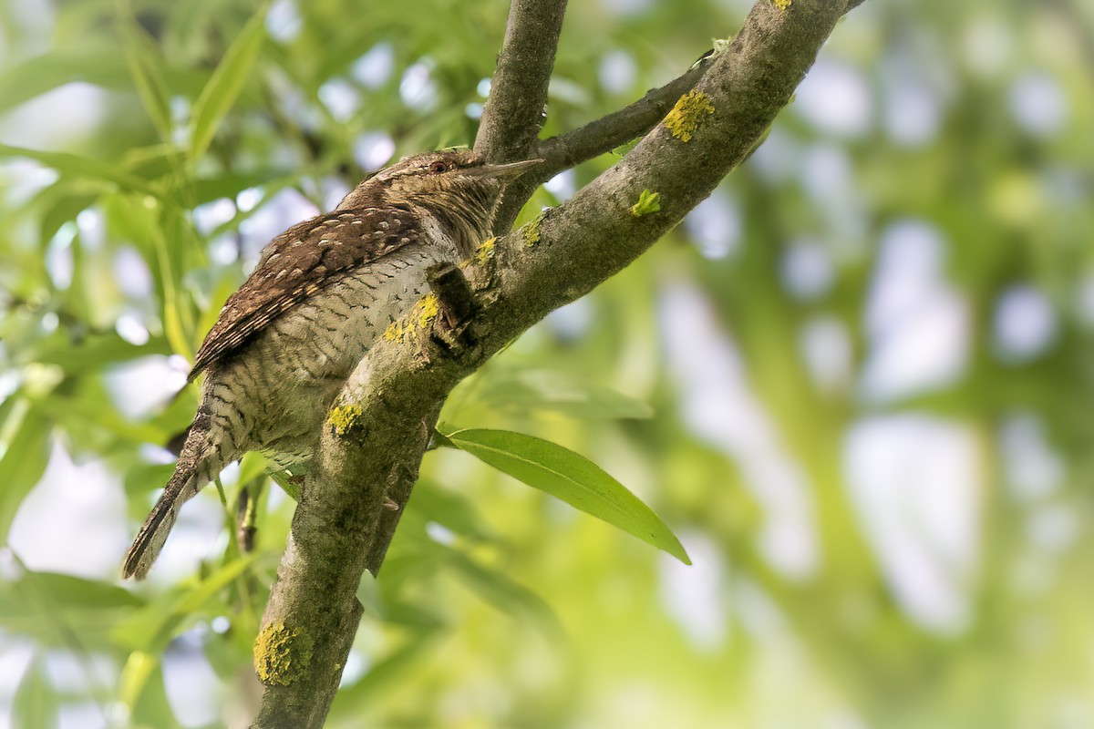 Eurasian Wryneck - Michael Ortner