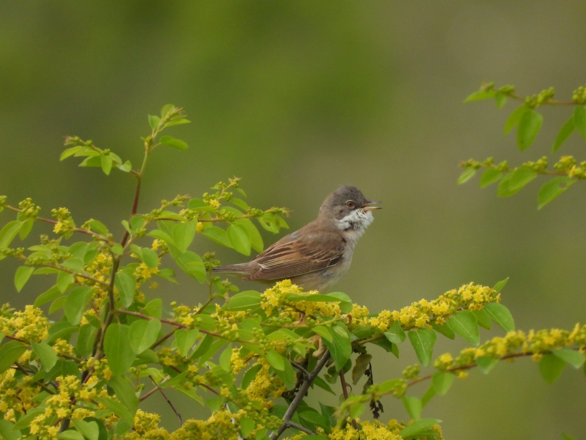 Greater Whitethroat - ML618902373