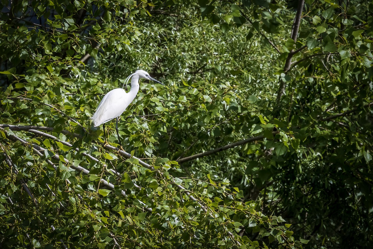 Little Egret - Michael Ortner