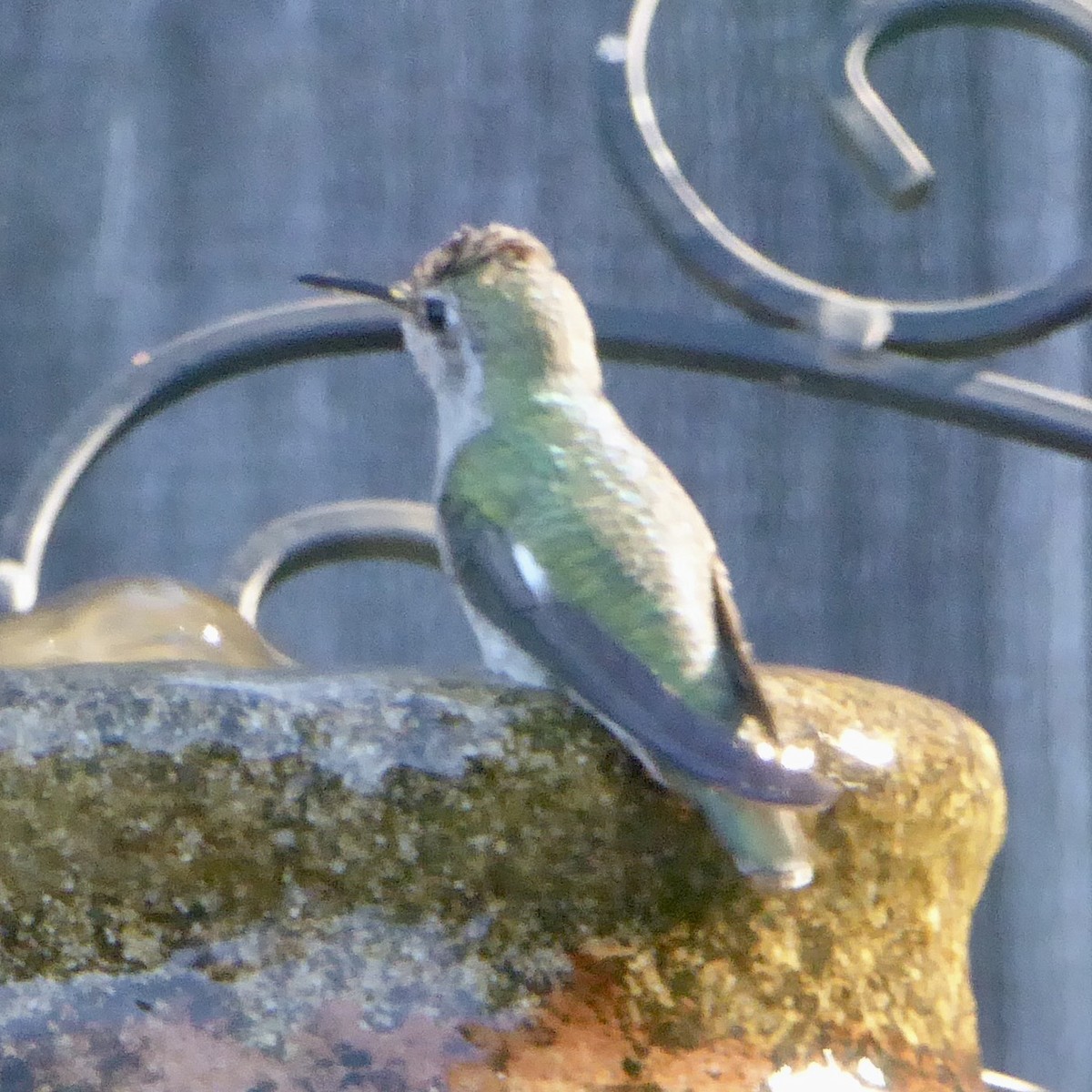 Anna's Hummingbird - Anonymous