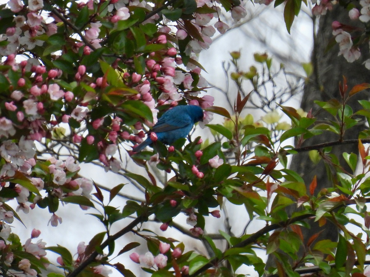 Indigo Bunting - ML618902388