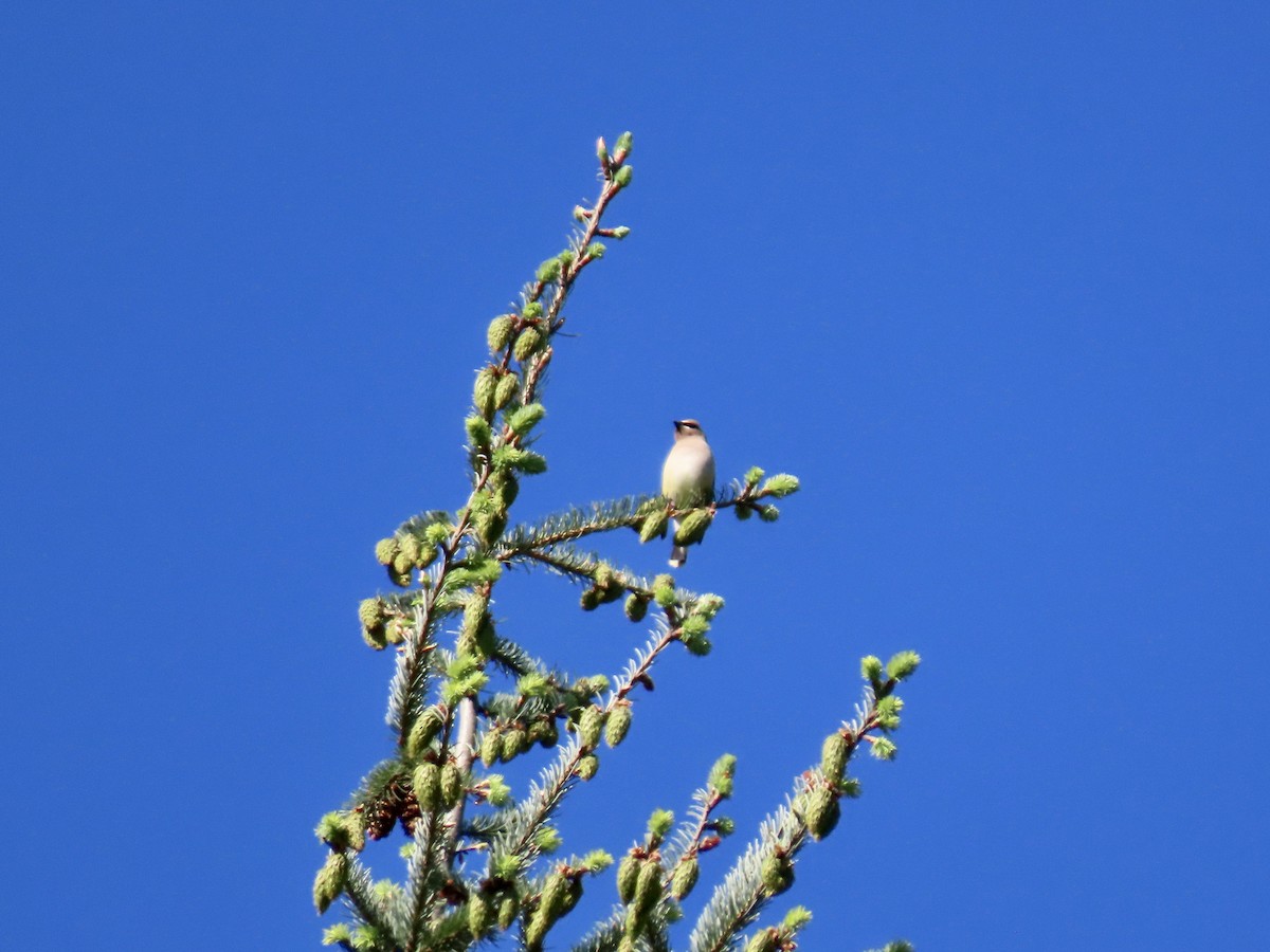 Cedar Waxwing - George Gerdts