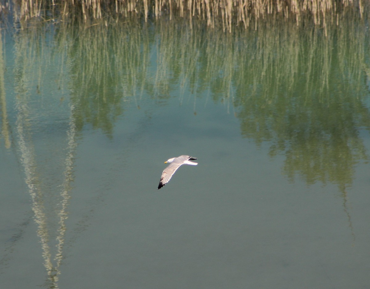 Yellow-legged Gull - Francisco José Navas Bravo