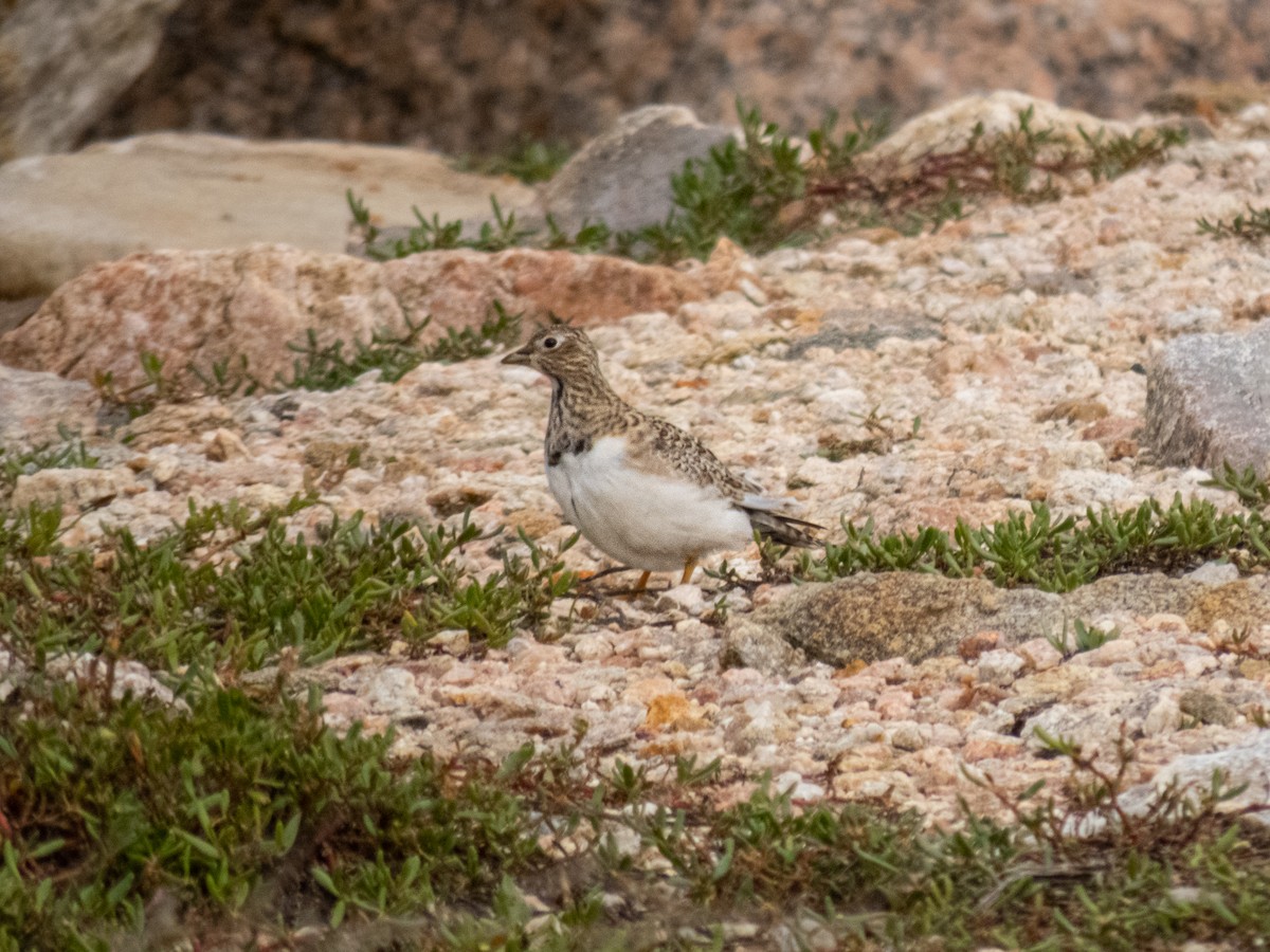 Least Seedsnipe - ML618902422