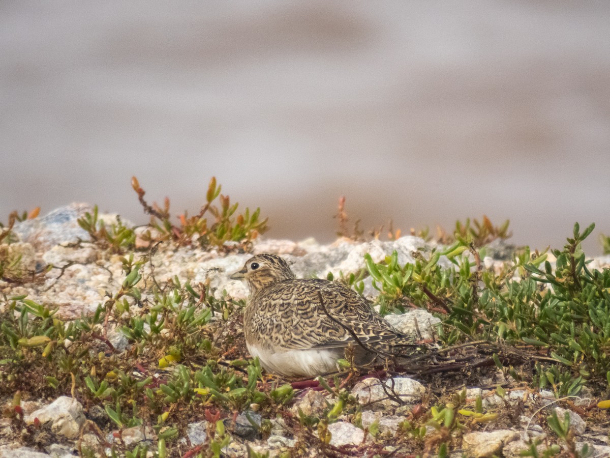 Least Seedsnipe - Andrey Apashkin