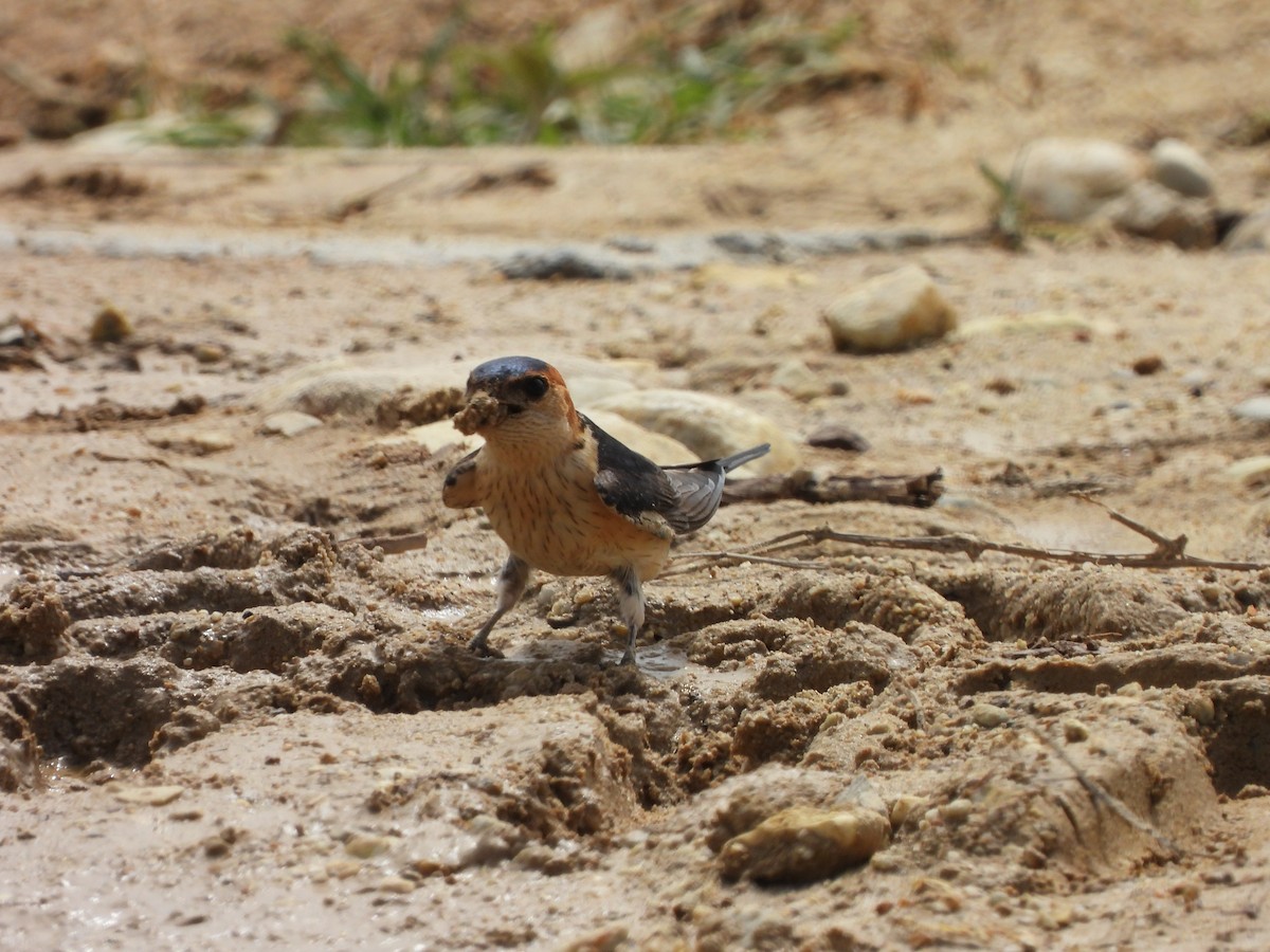 Red-rumped Swallow - ML618902433