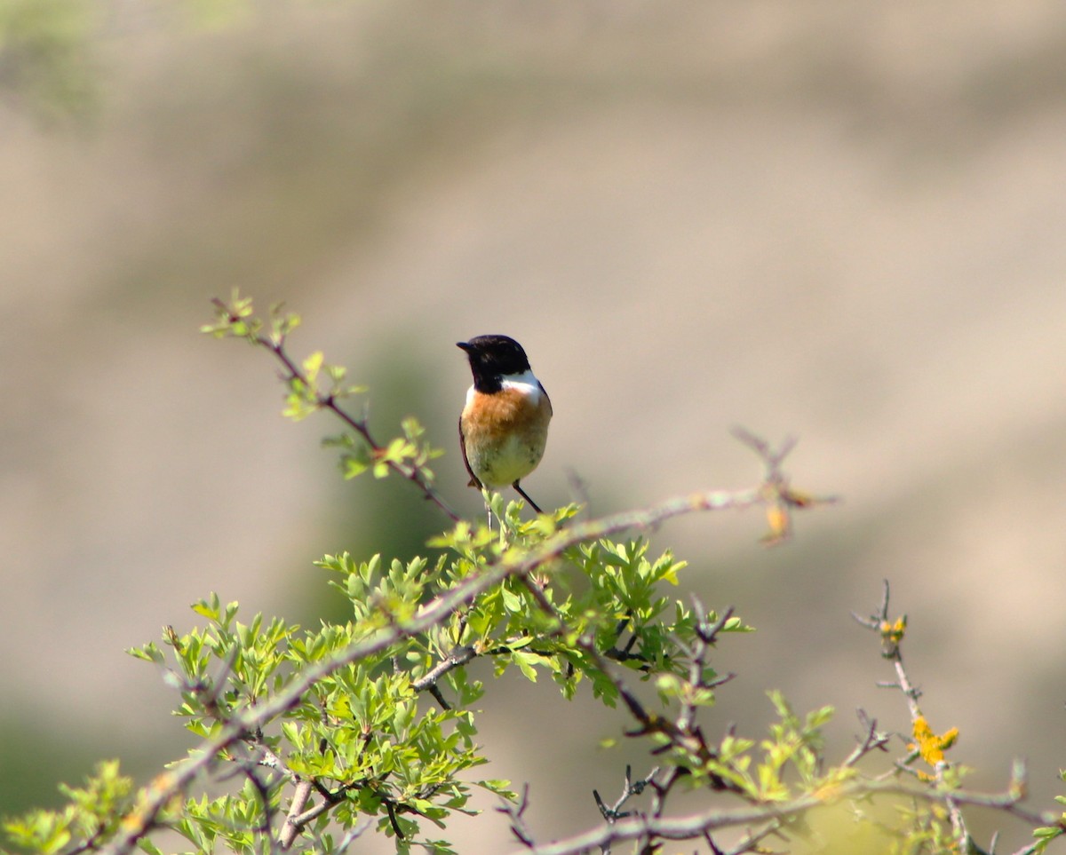 European Stonechat - ML618902475