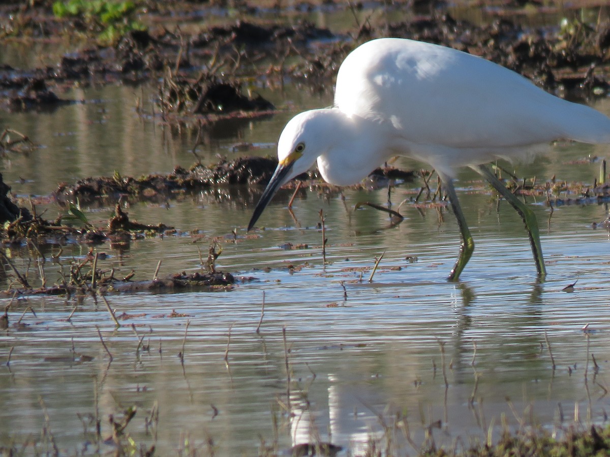 Snowy Egret - ML618902478