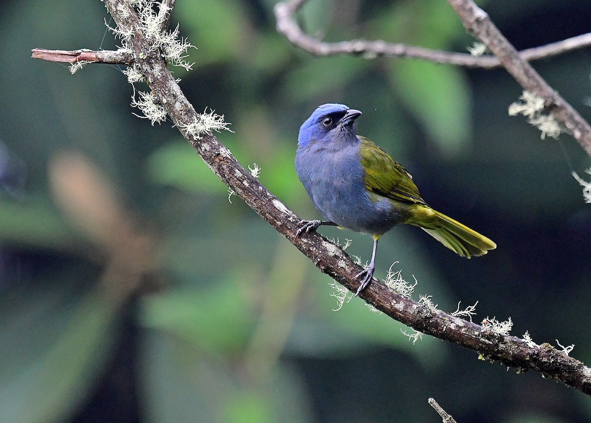 Blue-capped Tanager - Francisco Hamada