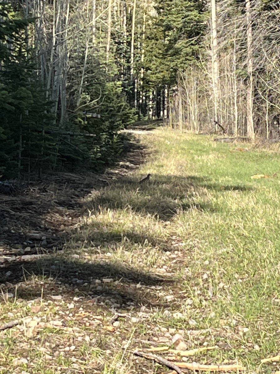 Dusky Grouse - ML618902497