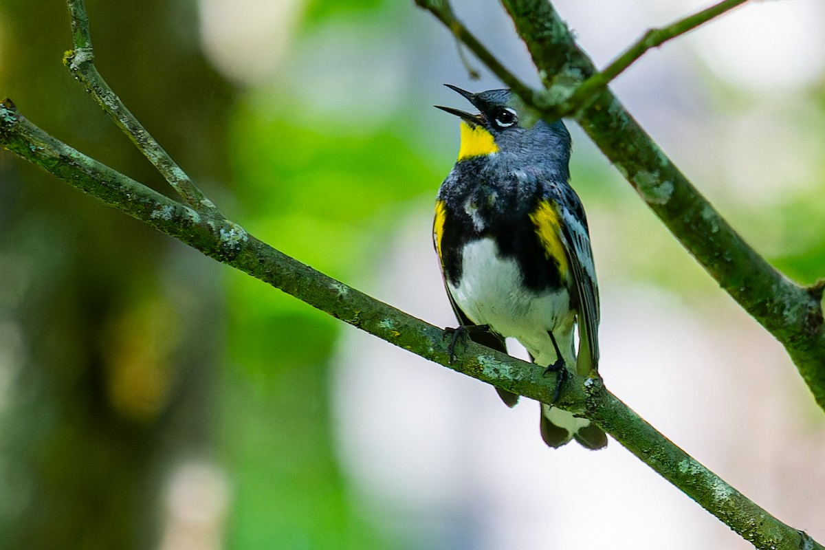 Yellow-rumped Warbler - Steve Juhasz