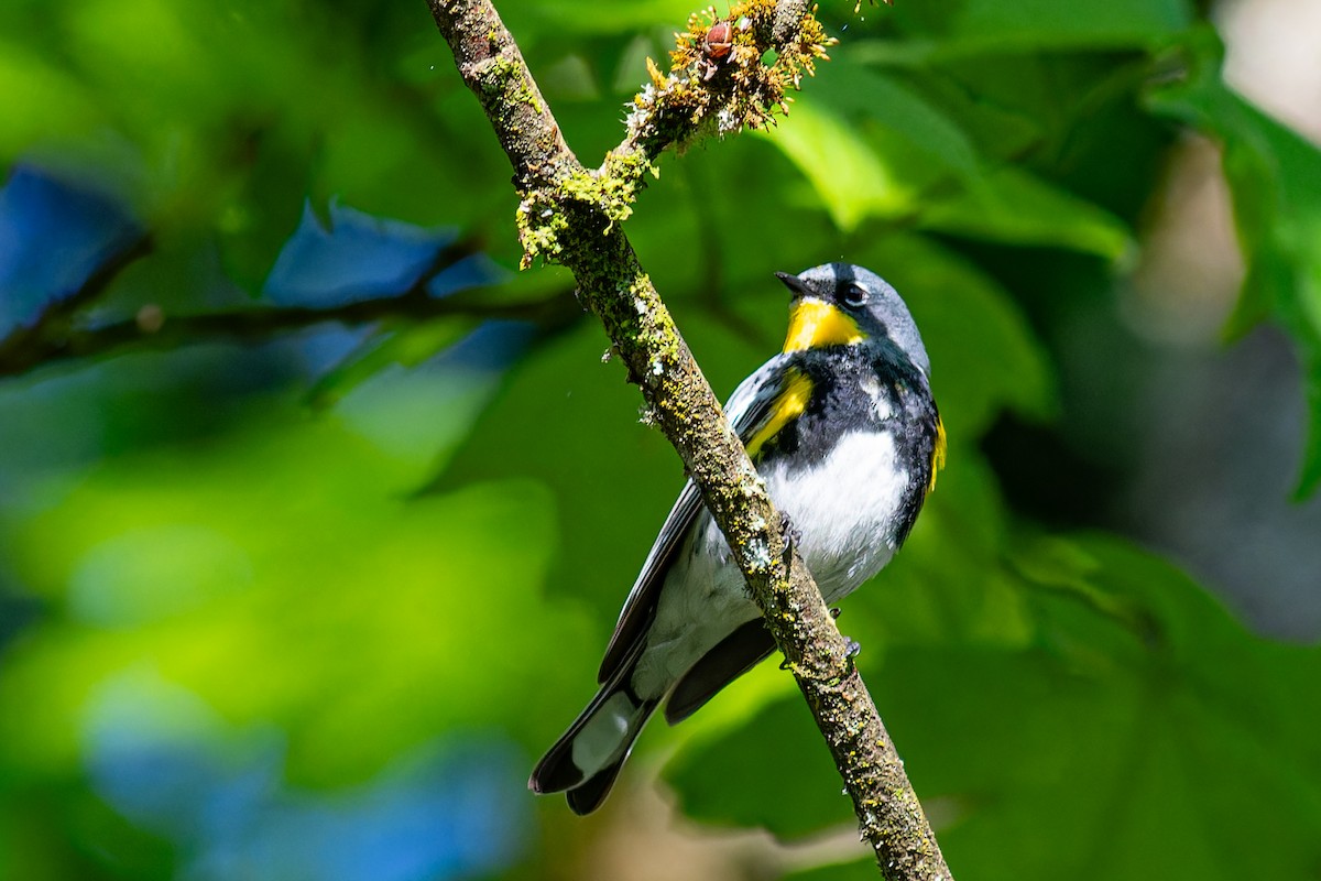 Yellow-rumped Warbler - Anonymous