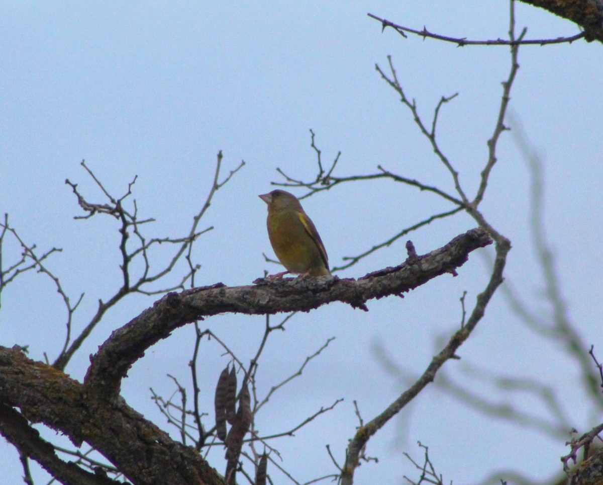 European Greenfinch - ML618902506