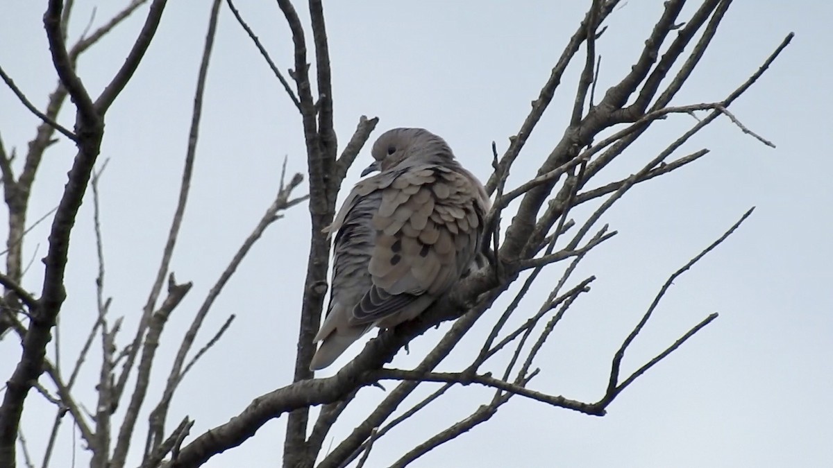 Eared Dove - Anonymous