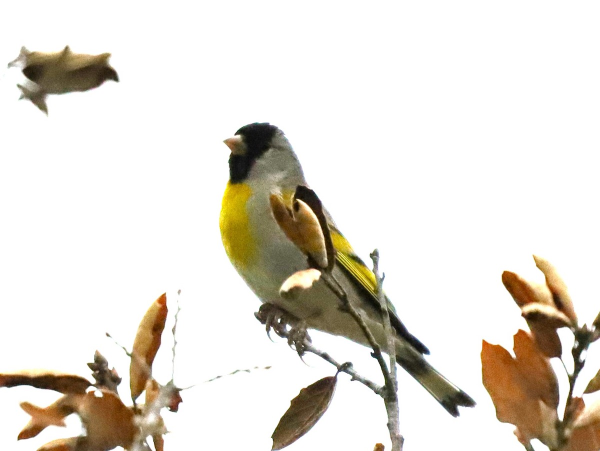 Lawrence's Goldfinch - ML618902558