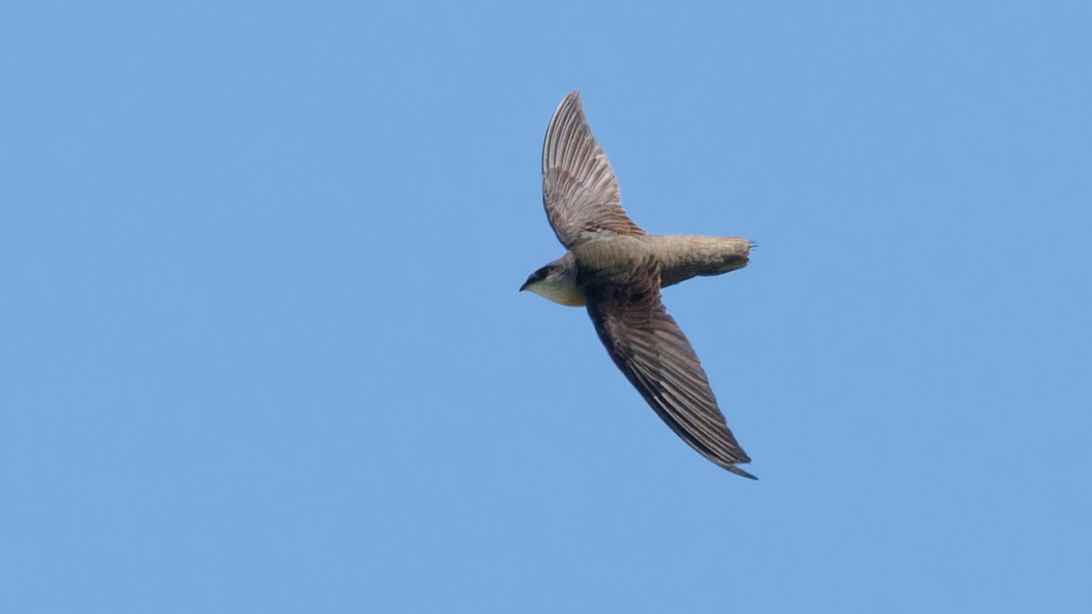 Chimney Swift - Bob Scheidt