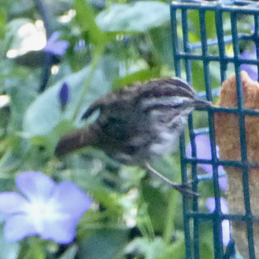 Song Sparrow - Anonymous