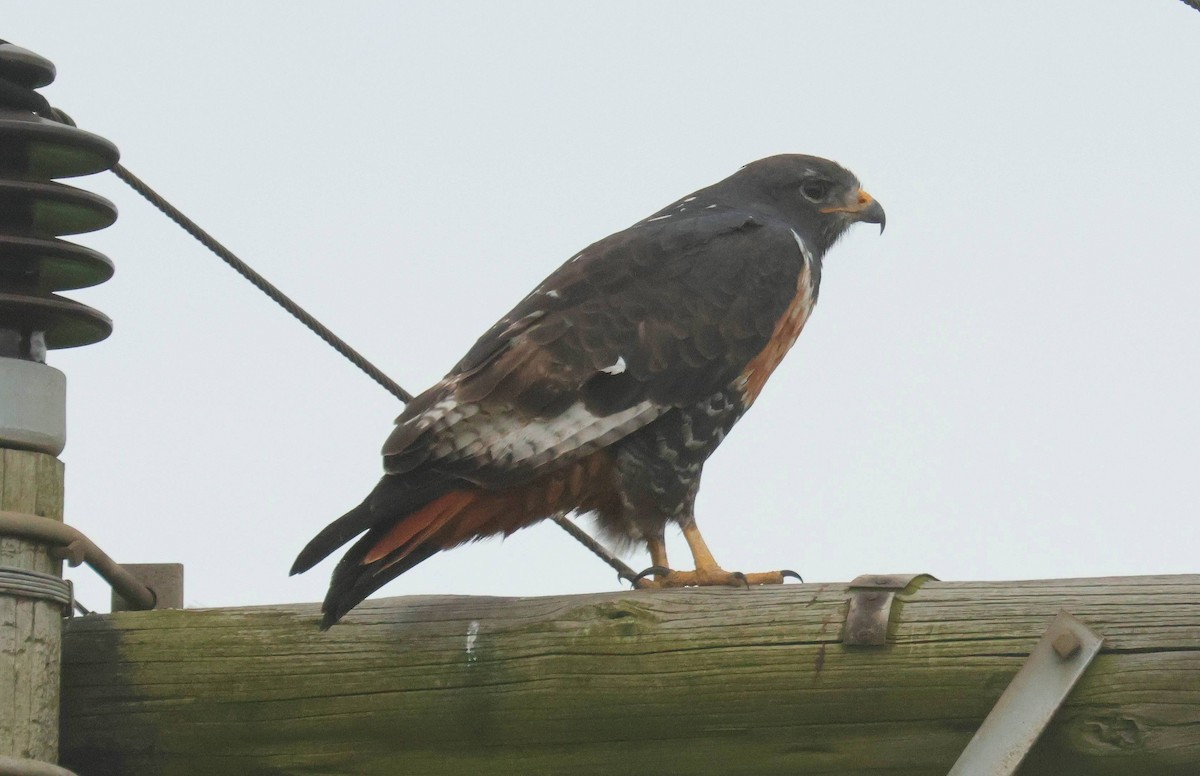 Jackal Buzzard - ML618902660