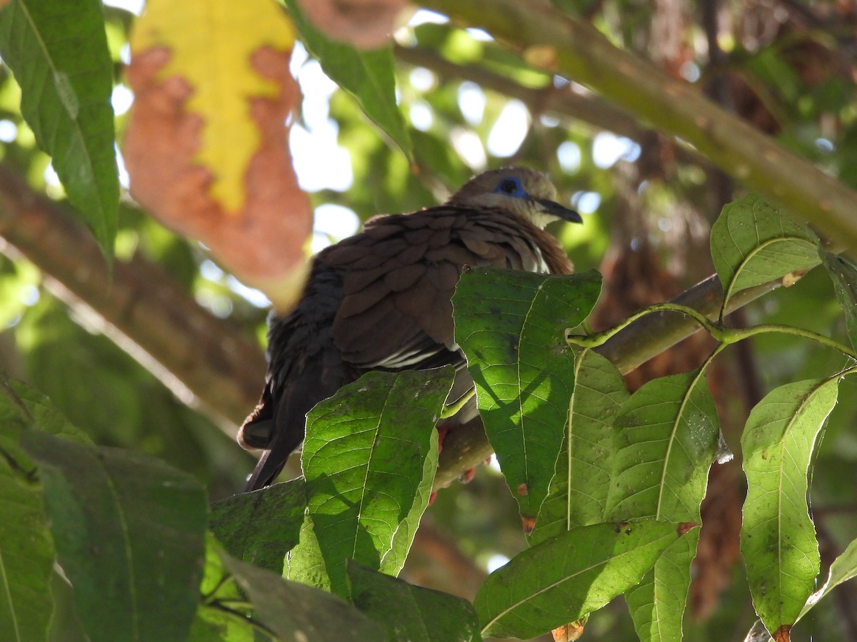 West Peruvian Dove - ML618902674