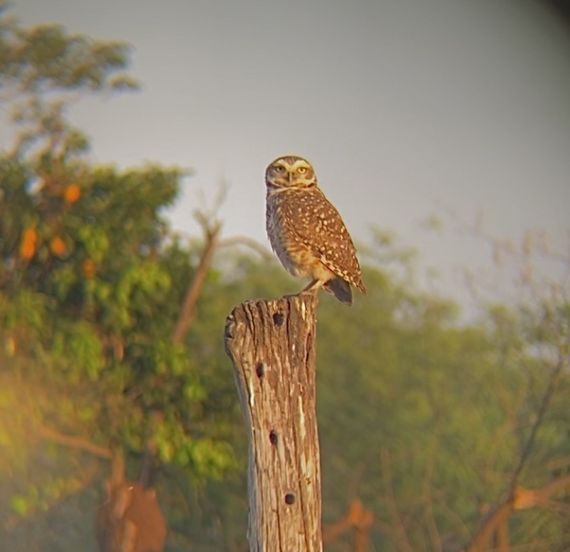 Burrowing Owl - Ana Brítez