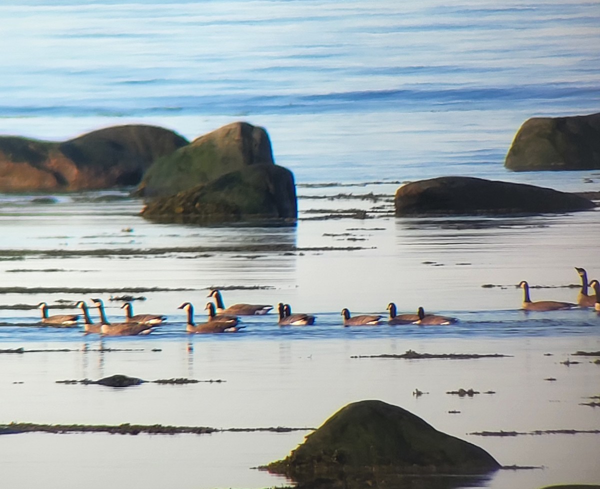 Cackling Goose - Alexandre Terrigeol