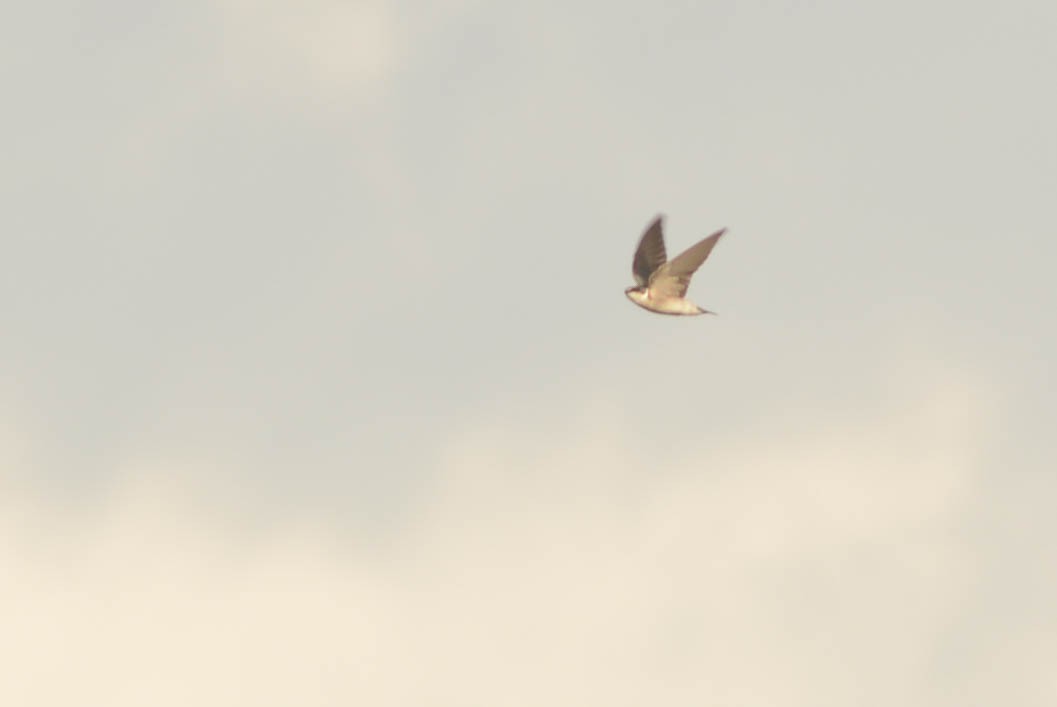 White-rumped Swallow - Ben Phalan