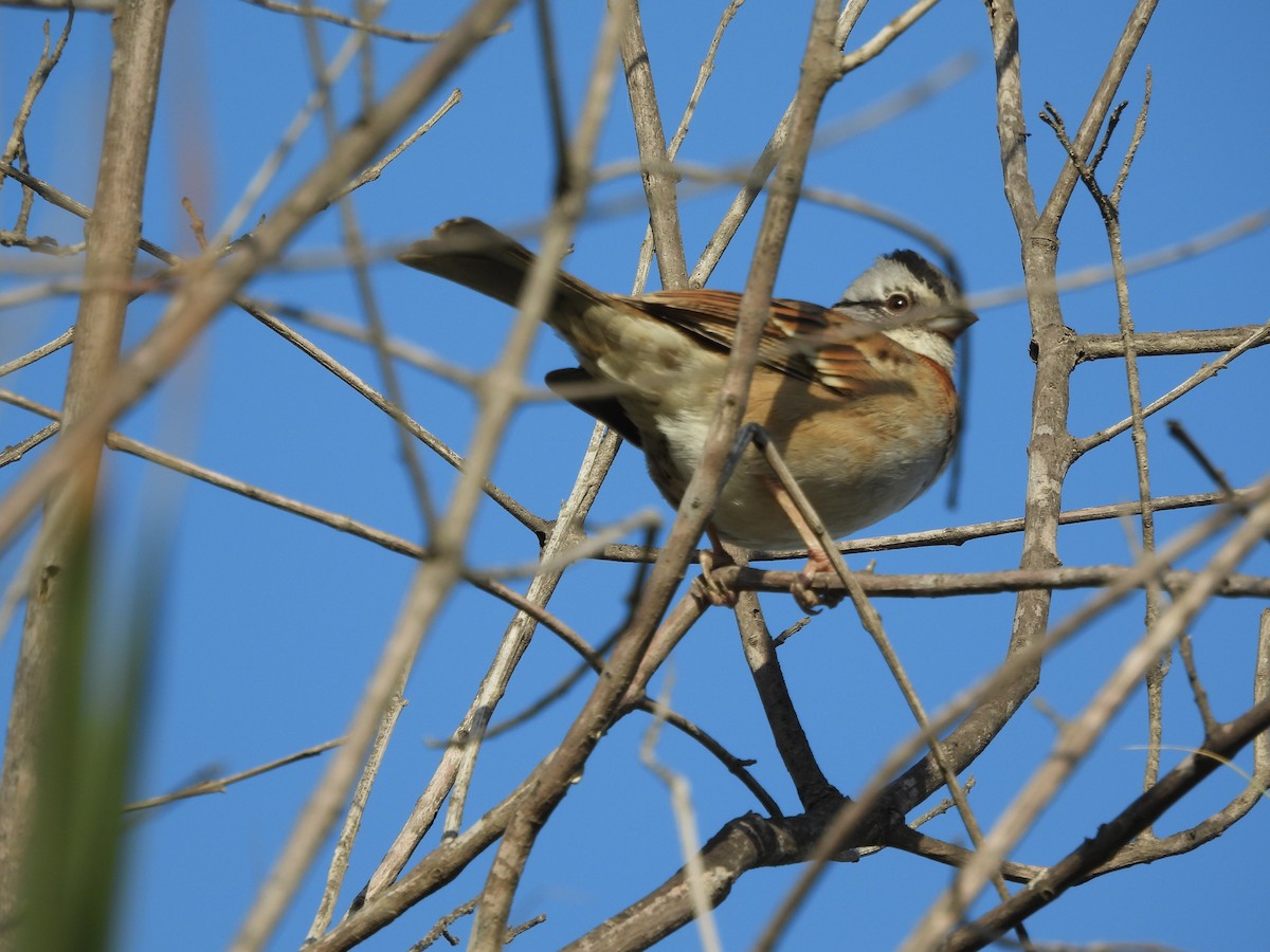 Rufous-collared Sparrow - Diego Guevara Soto