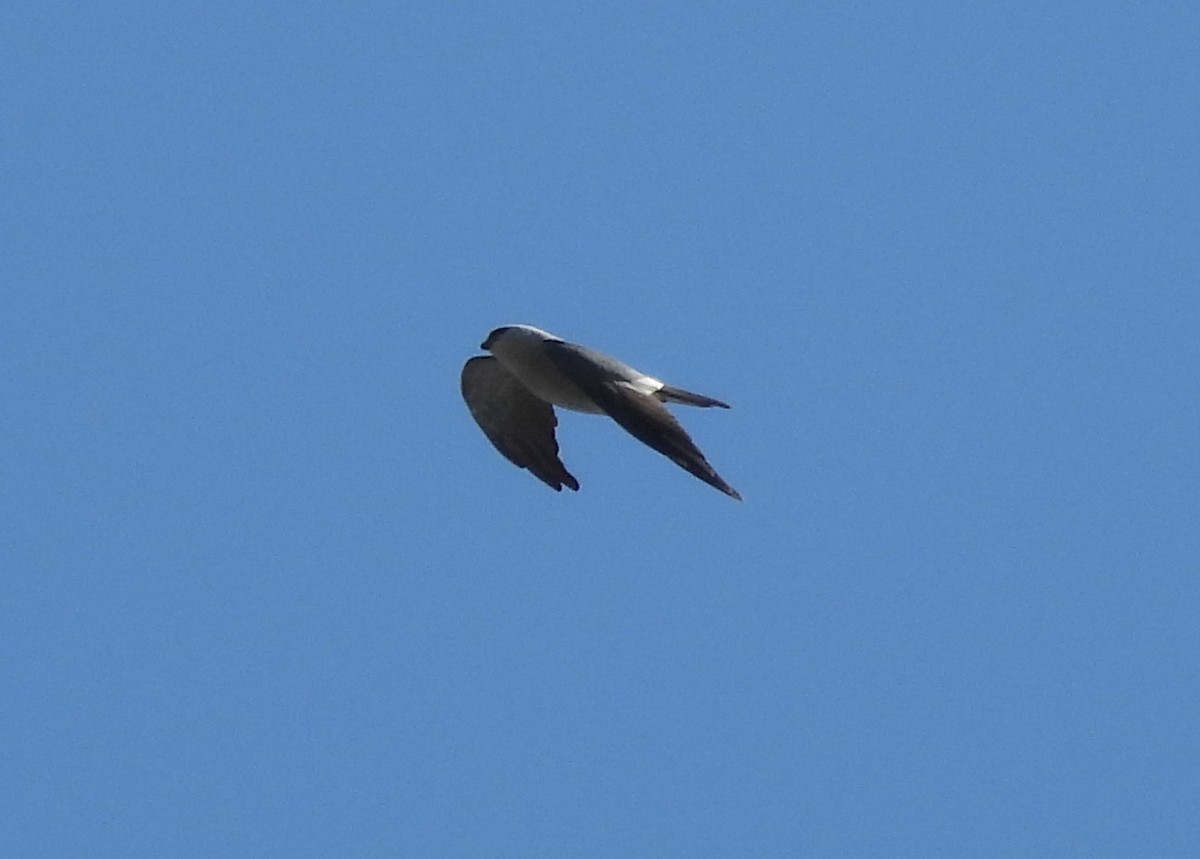 Mississippi Kite - ML618902707